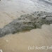 crocodile_american_tar_h_1130_cos2078.jpg